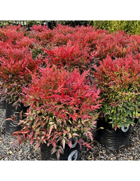 Nandina - "Gulfstream” - Ghiveci 2L