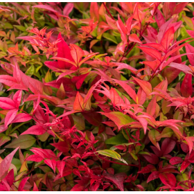 Nandina - "Gulfstream” - Ghiveci 2L 2