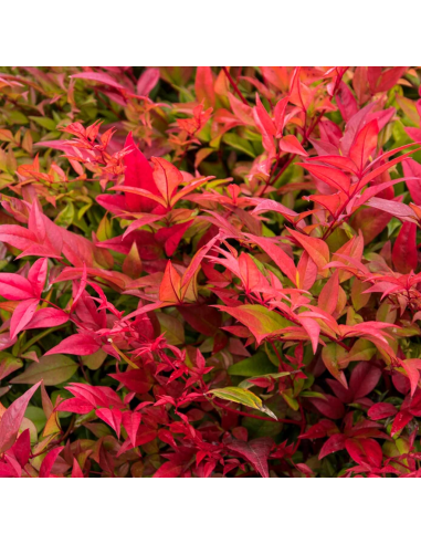 Nandina - "Gulfstream” - Ghiveci 2L
