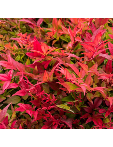 Nandina - "Gulfstream” - Ghiveci 2L