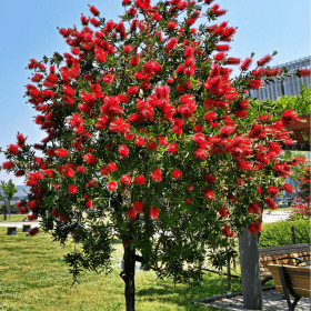 Callistemon Citrinus - "Red Rocket” - Ghiveci 7L