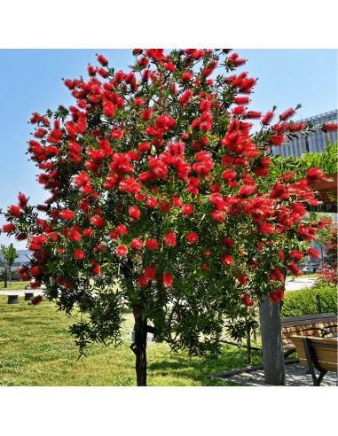 Callistemon Citrinus - "Red Rocket” - Ghiveci 7L
