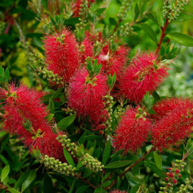 Callistemon Citrinus - "Red Rocket” - Ghiveci 7L 2