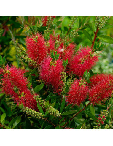 Callistemon Citrinus - "Red Rocket” - Ghiveci 7L