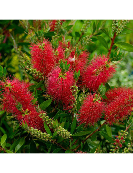Callistemon Citrinus - "Red Rocket” - Ghiveci 7L