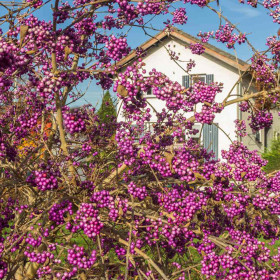Callicarpa "Profusion” - Ghiveci 4L
