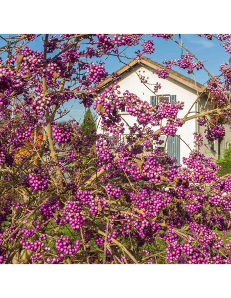 Callicarpa "Profusion” - Ghiveci 4L