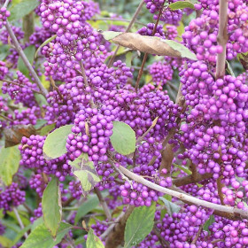 Callicarpa "Profusion” - Ghiveci 4L 2