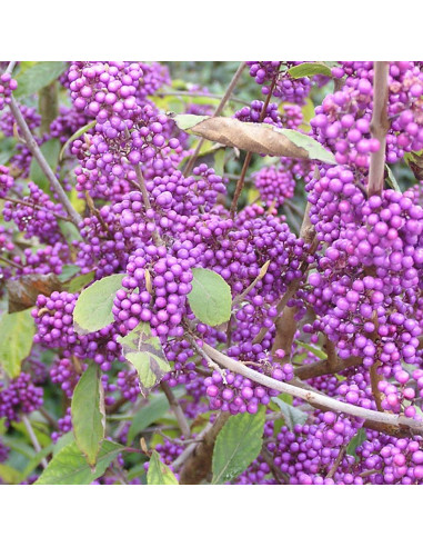Callicarpa "Profusion” - Ghiveci 4L