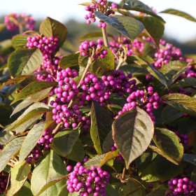 Callicarpa " Bodineri Profusion Dwarf” - Ghiveci 2L