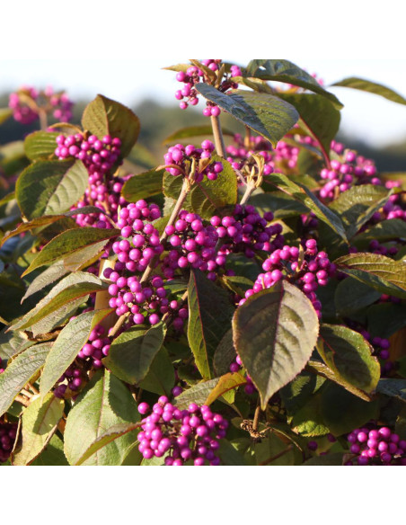 Callicarpa " Bodineri Profusion Dwarf” - Ghiveci 2L