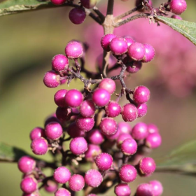 Callicarpa " Bodineri Profusion Dwarf” - Ghiveci 2L 2