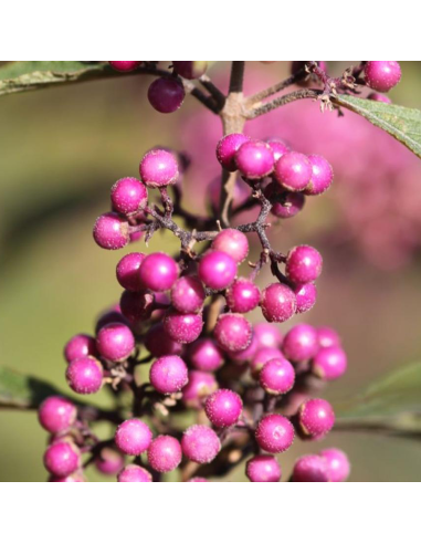 Callicarpa " Bodineri Profusion Dwarf” - Ghiveci 2L
