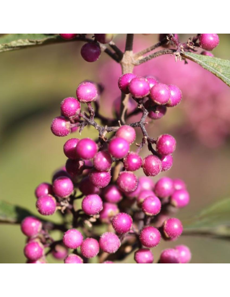Callicarpa " Bodineri Profusion Dwarf” - Ghiveci 2L