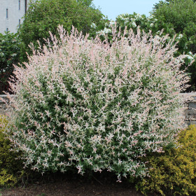 Salcie Japoneza - Salix Hakuro Nishiki Tufa - Ghiveci 2L
