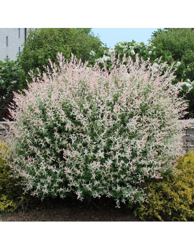 Salcie Japoneza - Salix Hakuro Nishiki Tufa - Ghiveci 2L