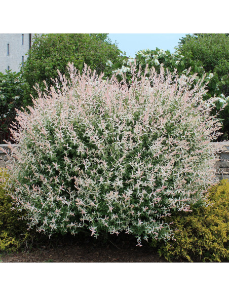 Salcie Japoneza - Salix Hakuro Nishiki Tufa - Ghiveci 2L