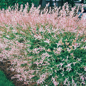 Salcie Japoneza - Salix Hakuro Nishiki Tufa - Ghiveci 2L 2