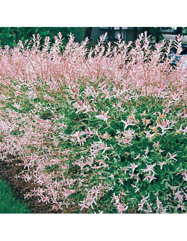 Salcie Japoneza - Salix Hakuro Nishiki Tufa - Ghiveci 2L