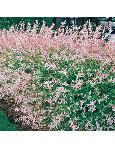Salcie Japoneza - Salix Hakuro Nishiki Tufa - Ghiveci 2L
