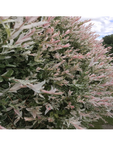 Salcie Japoneza - Salix Hakuro Nishiki Tufa - Ghiveci 2L