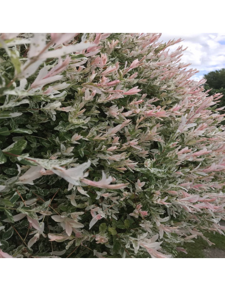 Salcie Japoneza - Salix Hakuro Nishiki Tufa - Ghiveci 2L