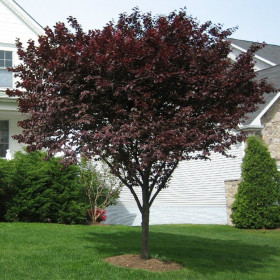 Prun Rosu Ornamental - Ghiveci 4L (160-180 cm)