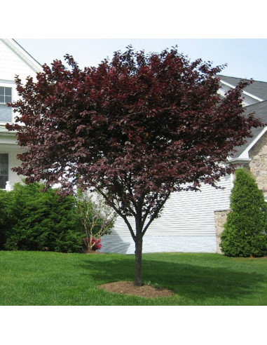 Prun Rosu Ornamental - Ghiveci 4L (160-180 cm)