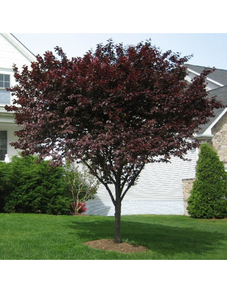 Prun Rosu Ornamental - Ghiveci 4L (160-180 cm)