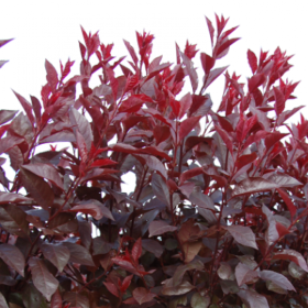 Prun Rosu Ornamental - Ghiveci 4L (160-180 cm) 2