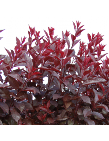 Prun Rosu Ornamental - Ghiveci 4L (160-180 cm)
