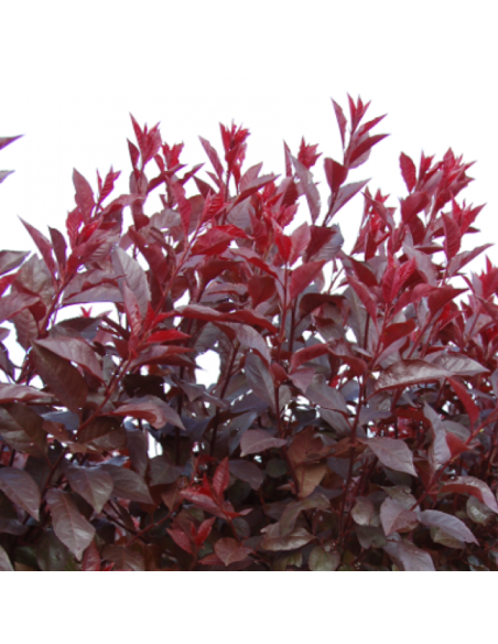 Prun Rosu Ornamental - Ghiveci 4L (160-180 cm)