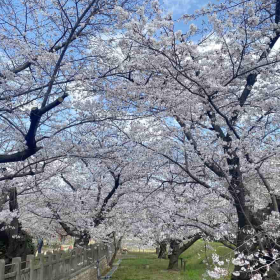 Cires Japonez "Shirotae" Pom - Ghiveci 7L (190-200cm)