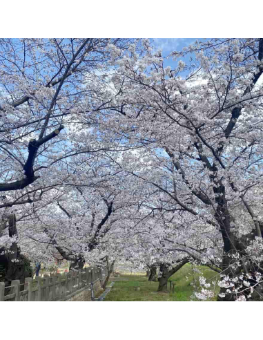 Cires Japonez "Shirotae" Pom - Ghiveci 7L (190-200cm)