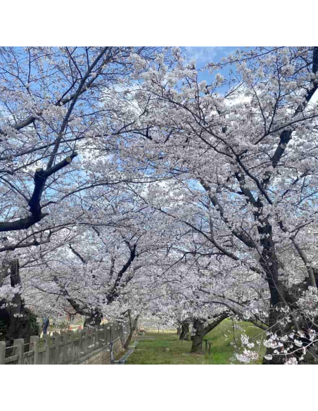 Cires Japonez "Shirotae" Pom - Ghiveci 7L (190-200cm)