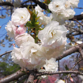 Cires Japonez "Shirotae" Pom - Ghiveci 7L (190-200cm) 2