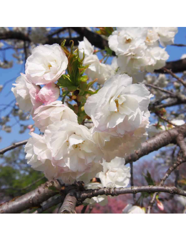 Cires Japonez "Shirotae" Pom - Ghiveci 7L (190-200cm)