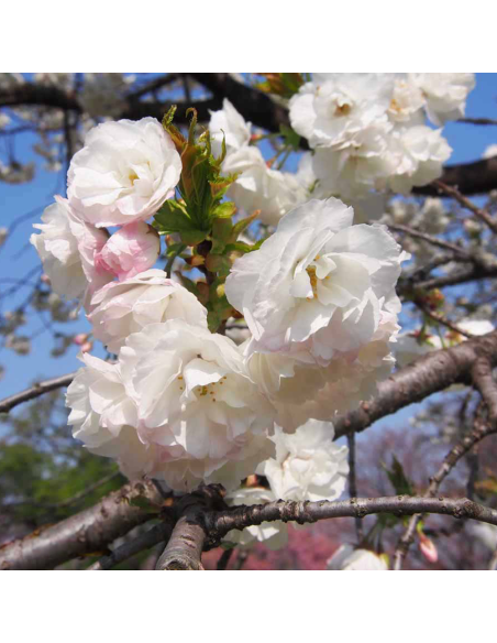 Cires Japonez "Shirotae" Pom - Ghiveci 7L (190-200cm)