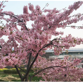 Cires Japonez "Kazan" Pom - Ghiveci 7L (190-200cm)
