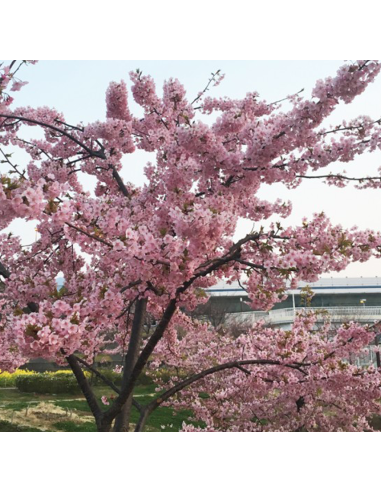 Cires Japonez "Kazan" Pom - Ghiveci 7L (190-200cm)