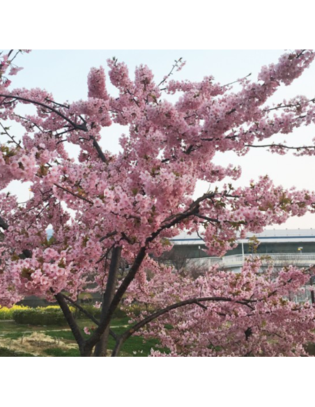 Cires Japonez "Kazan" Pom - Ghiveci 7L (190-200cm)