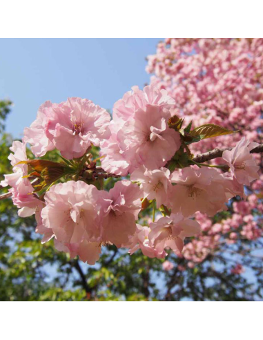 Cires Japonez "Kazan" Pom - Ghiveci 7L (190-200cm)