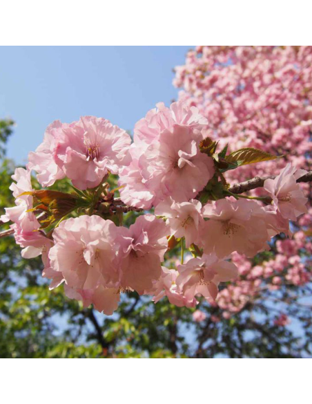 Cires Japonez "Kazan" Pom - Ghiveci 7L (190-200cm)