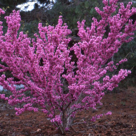 Cercis - Arborele lui Iuda - "Avondale” - Ghiveci 10L