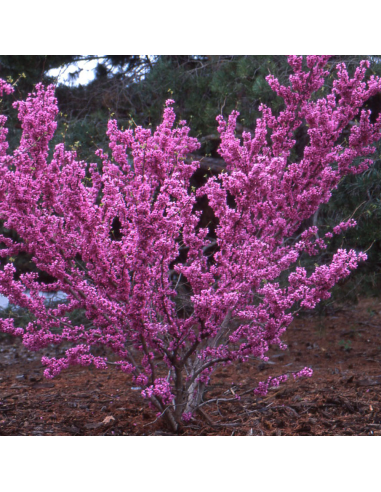 Cercis - Arborele lui Iuda - "Avondale” - Ghiveci 10L