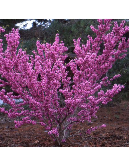 Cercis - Arborele lui Iuda - "Avondale” - Ghiveci 10L