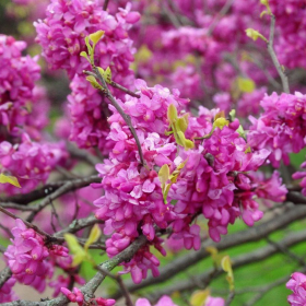 Cercis - Arborele lui Iuda - "Avondale” - Ghiveci 10L 2