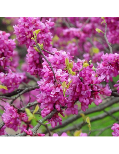 Cercis - Arborele lui Iuda - "Avondale” - Ghiveci 10L