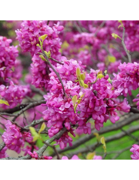 Cercis - Arborele lui Iuda - "Avondale” - Ghiveci 10L