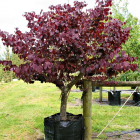 Cercis - Arborele lui Iuda - "Forest Pansy” - Ghiveci 10L